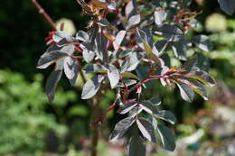 Plancia ëd Rosa glauca Pourret