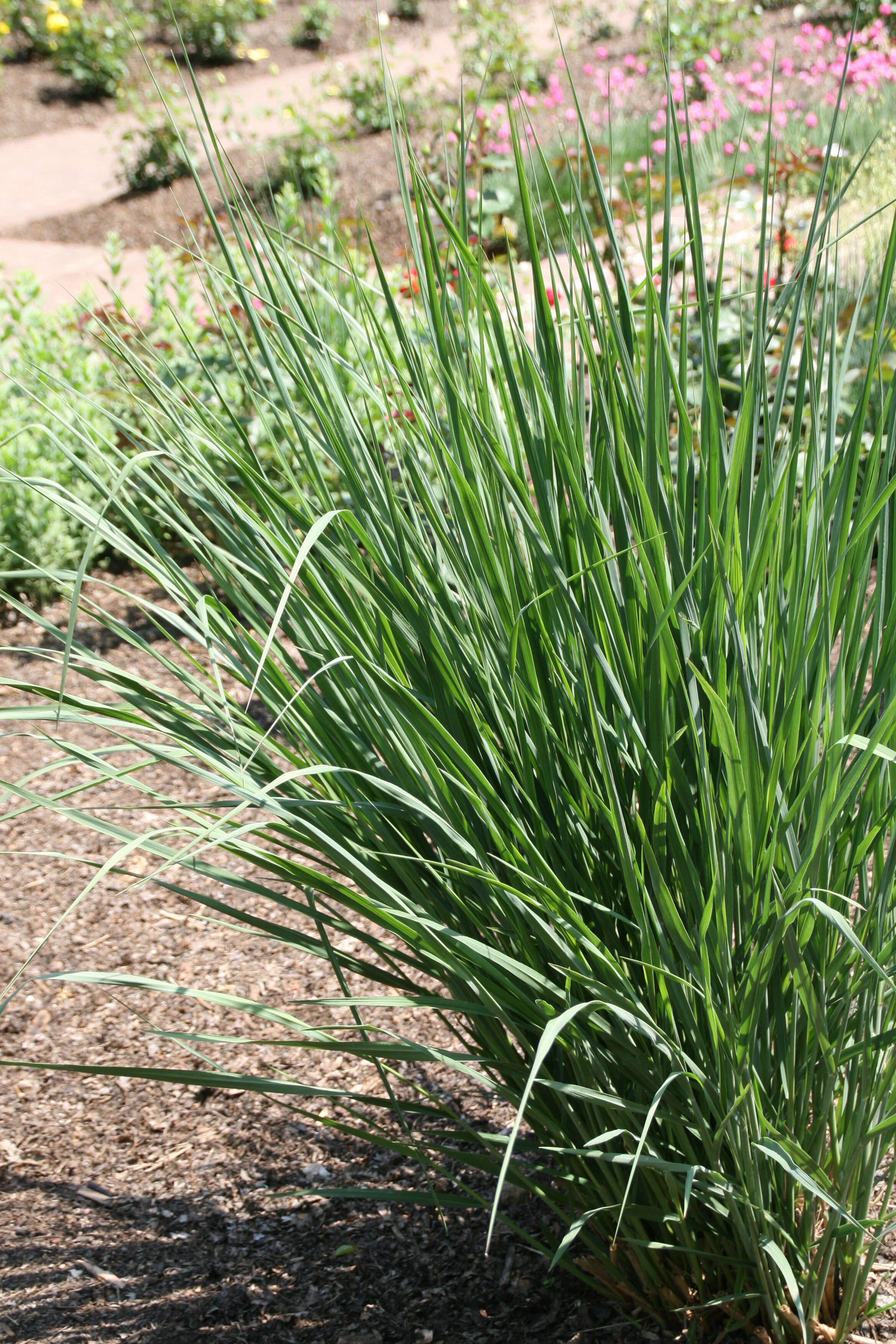 Imagem de Panicum virgatum L.