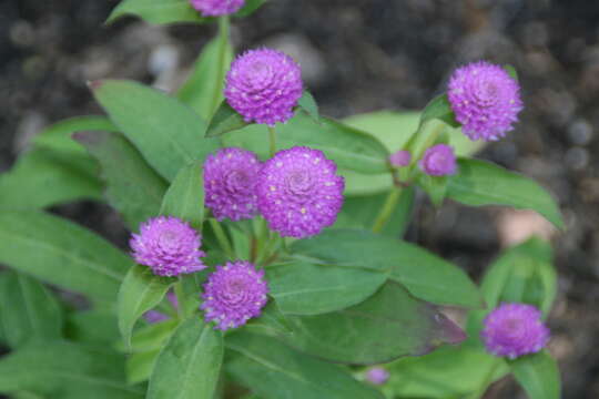 Image of Globe Amaranth