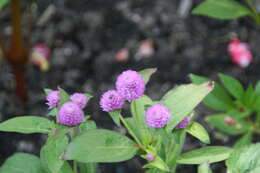 Imagem de Gomphrena globosa L.