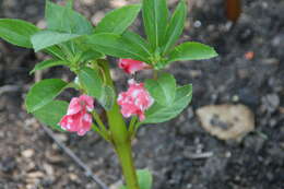 Image of spotted snapweed