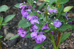 Image of spotted snapweed