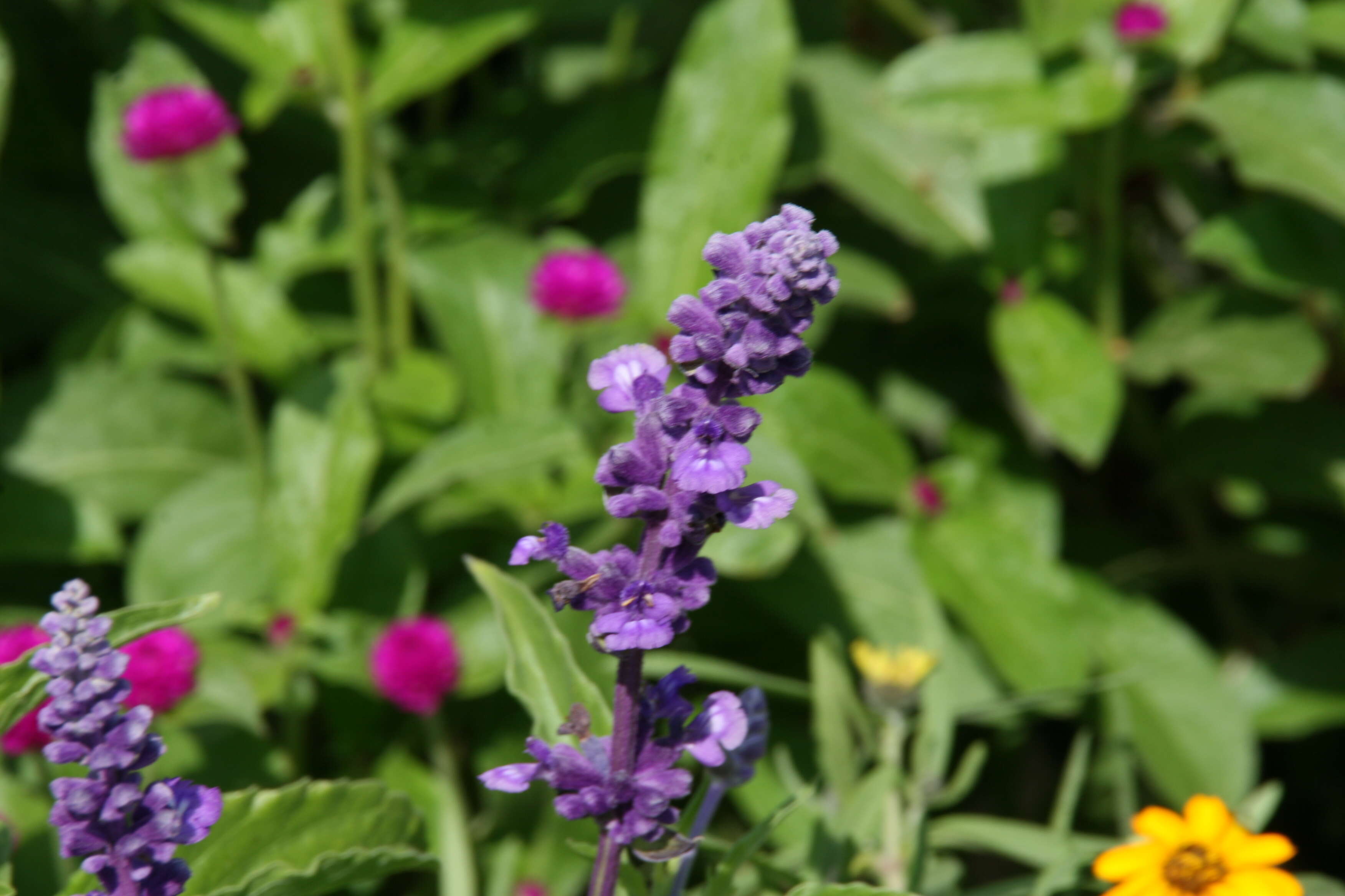 Image of mealycup sage