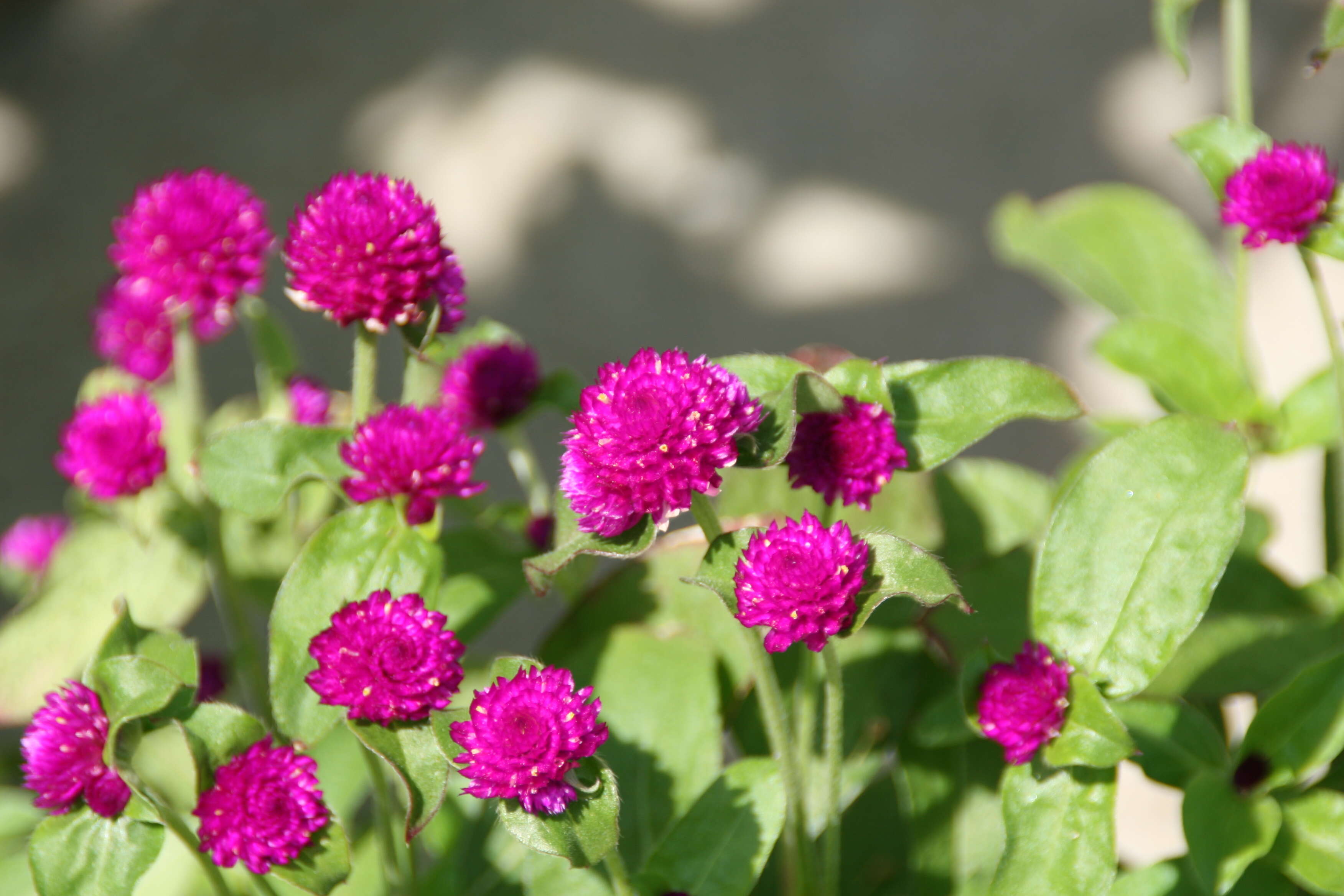 Image of Globe Amaranth