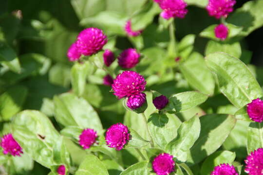 Image of Globe Amaranth