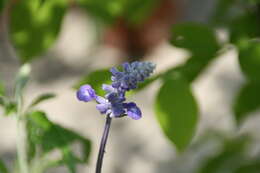 Image of mealycup sage