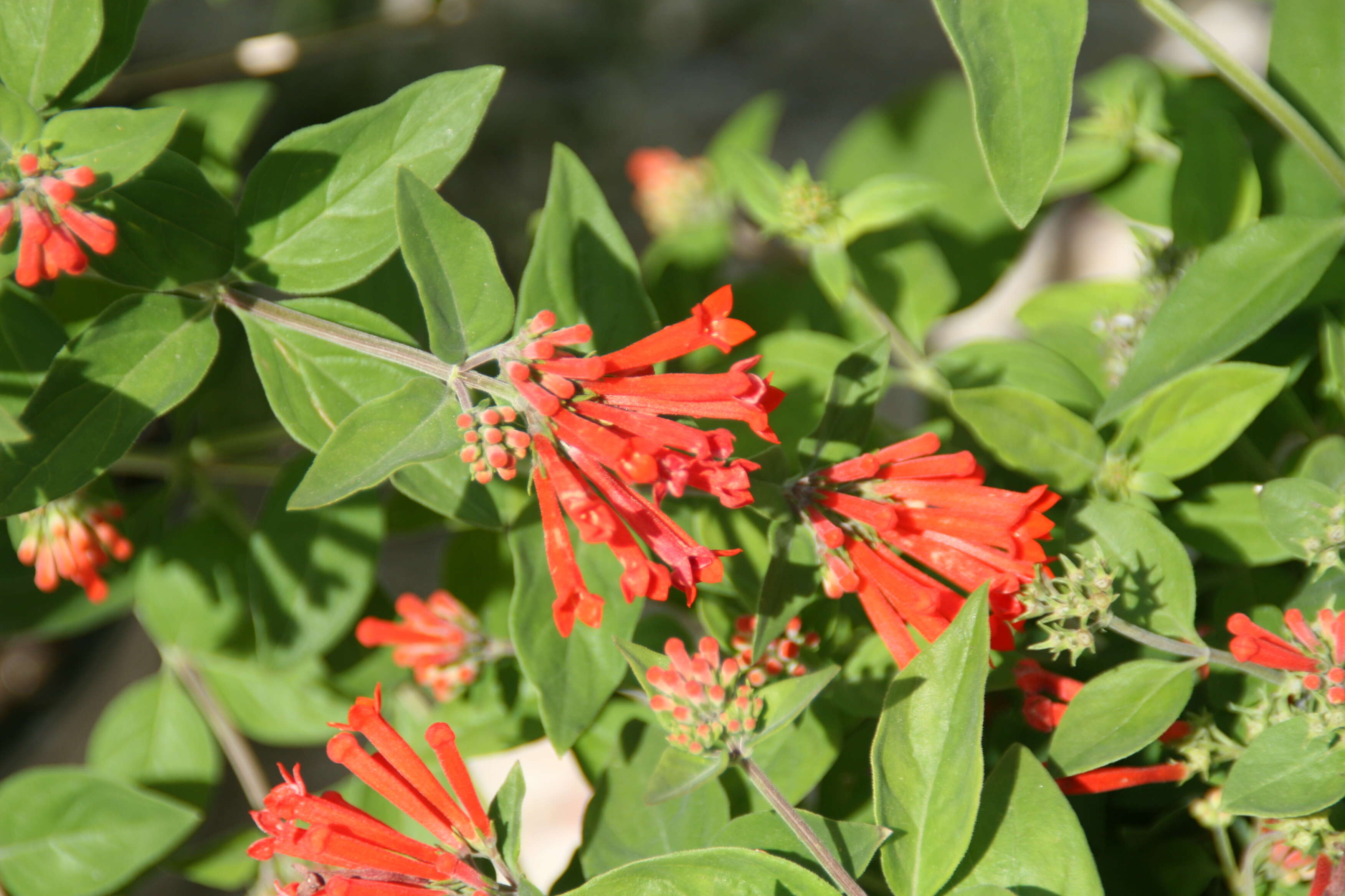 Plancia ëd Bouvardia ternifolia (Cav.) Schltdl.