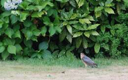 Image of Eurasian Sparrowhawk