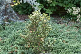 Image of Japanese holly