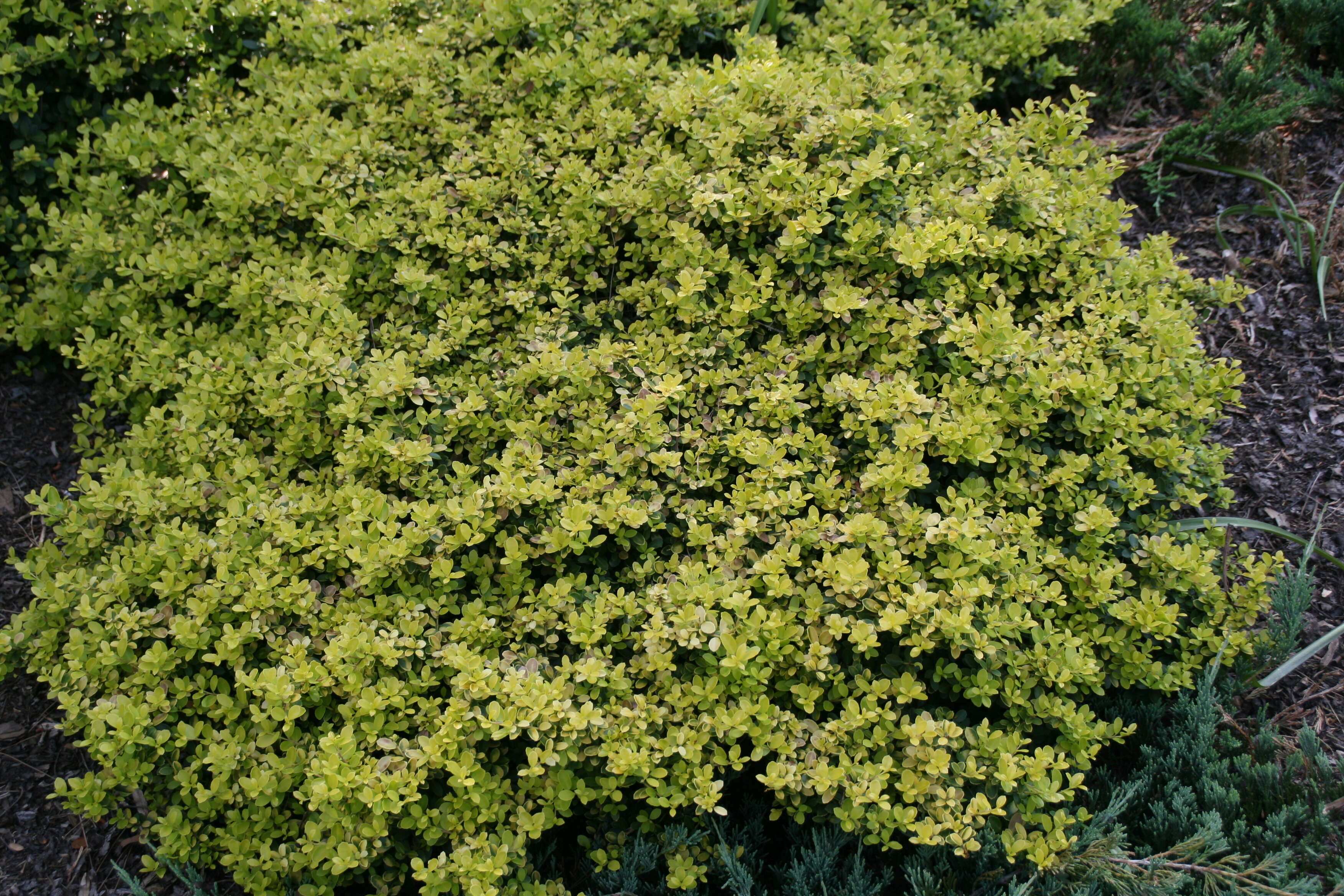 Image of Japanese holly