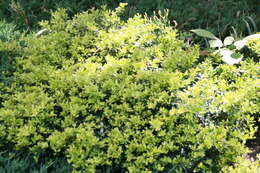 Image of Japanese holly