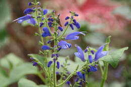 Image of Salvia cacaliifolia Benth.