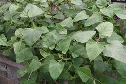 Image of Salvia cacaliifolia Benth.