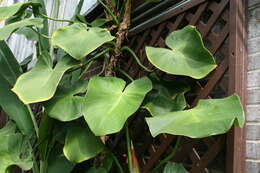 Image of Philodendron rugosum Bogner & G. S. Bunting