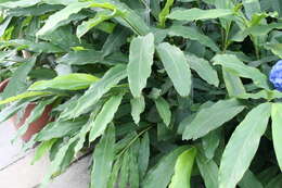 Image of Burmese fishtail palm