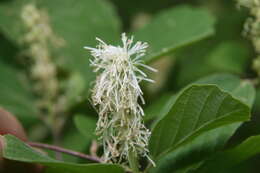 Imagem de Fothergilla gardenii Murr.