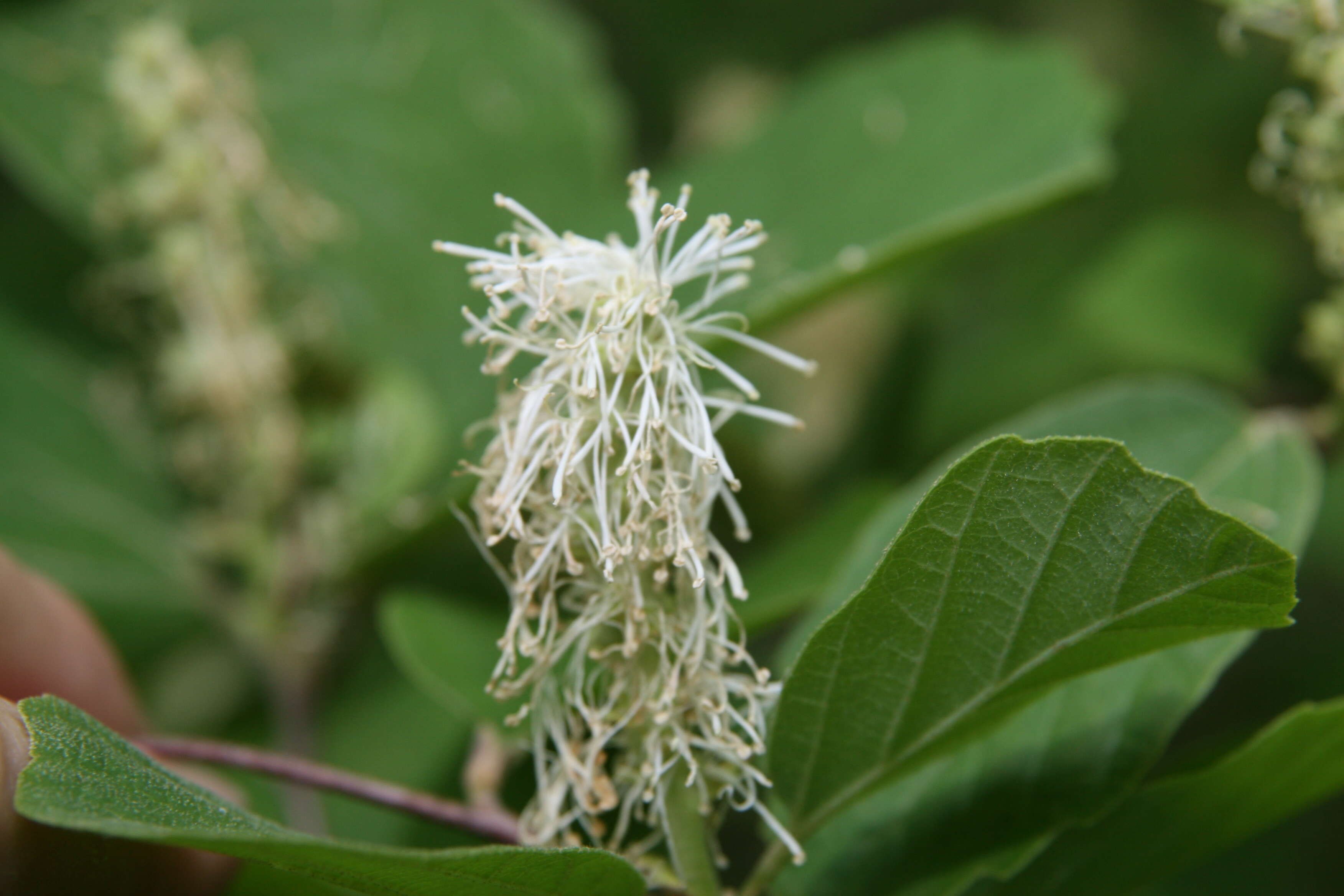 Imagem de Fothergilla gardenii Murr.