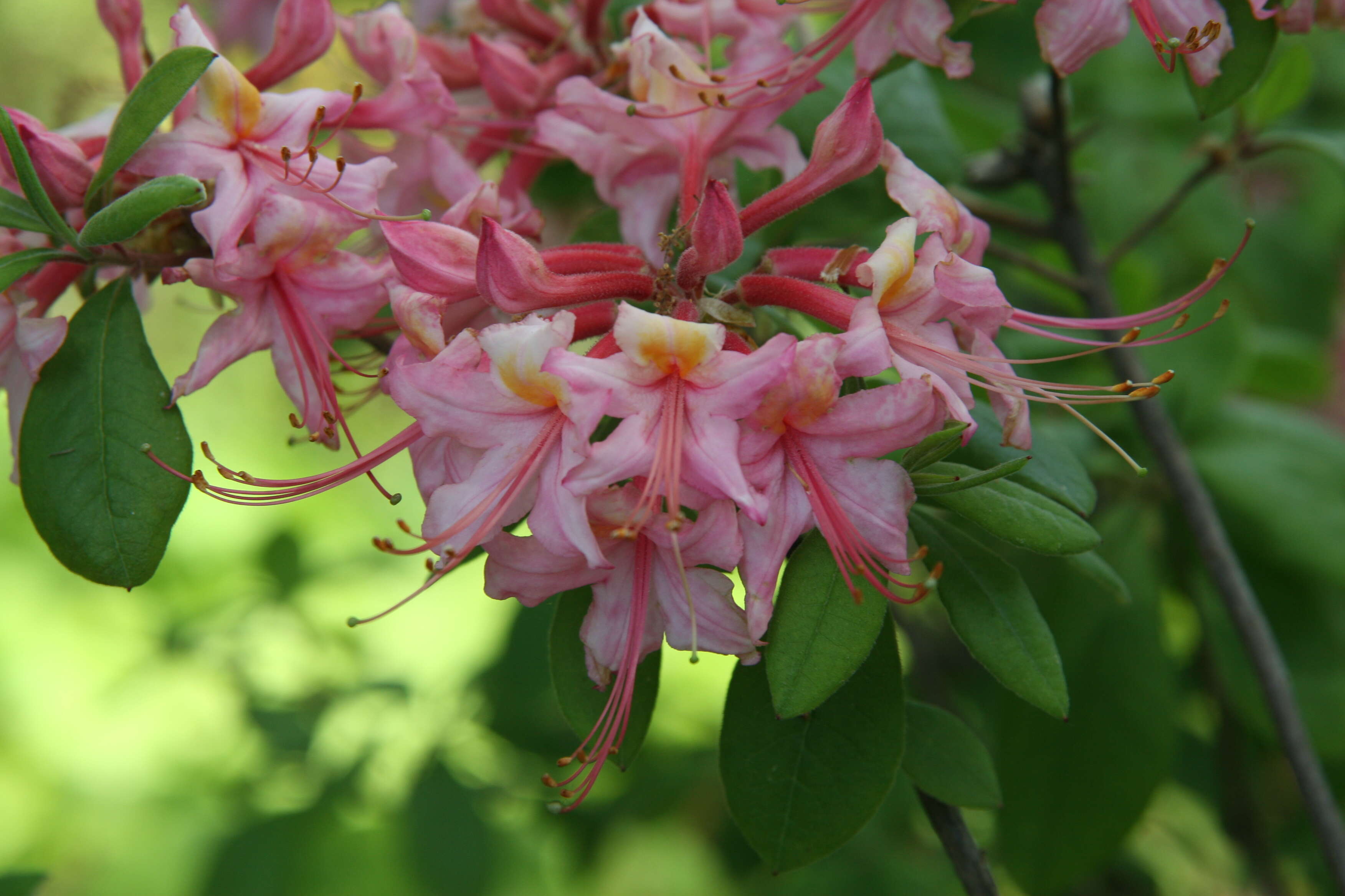 Imagem de Rhododendron flammeum (Michx.) Sarg.