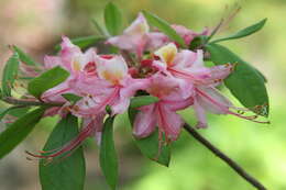 Imagem de Rhododendron flammeum (Michx.) Sarg.