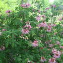 Image de Rhododendron flammeum (Michx.) Sarg.