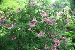 Imagem de Rhododendron flammeum (Michx.) Sarg.