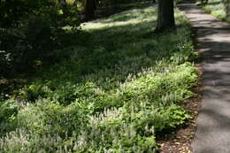 Image of Heartleaved foamflower