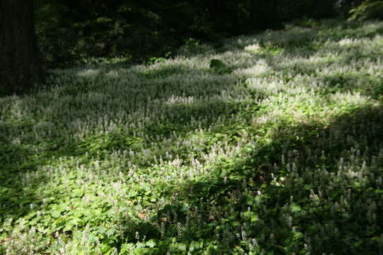 Image of Heartleaved foamflower