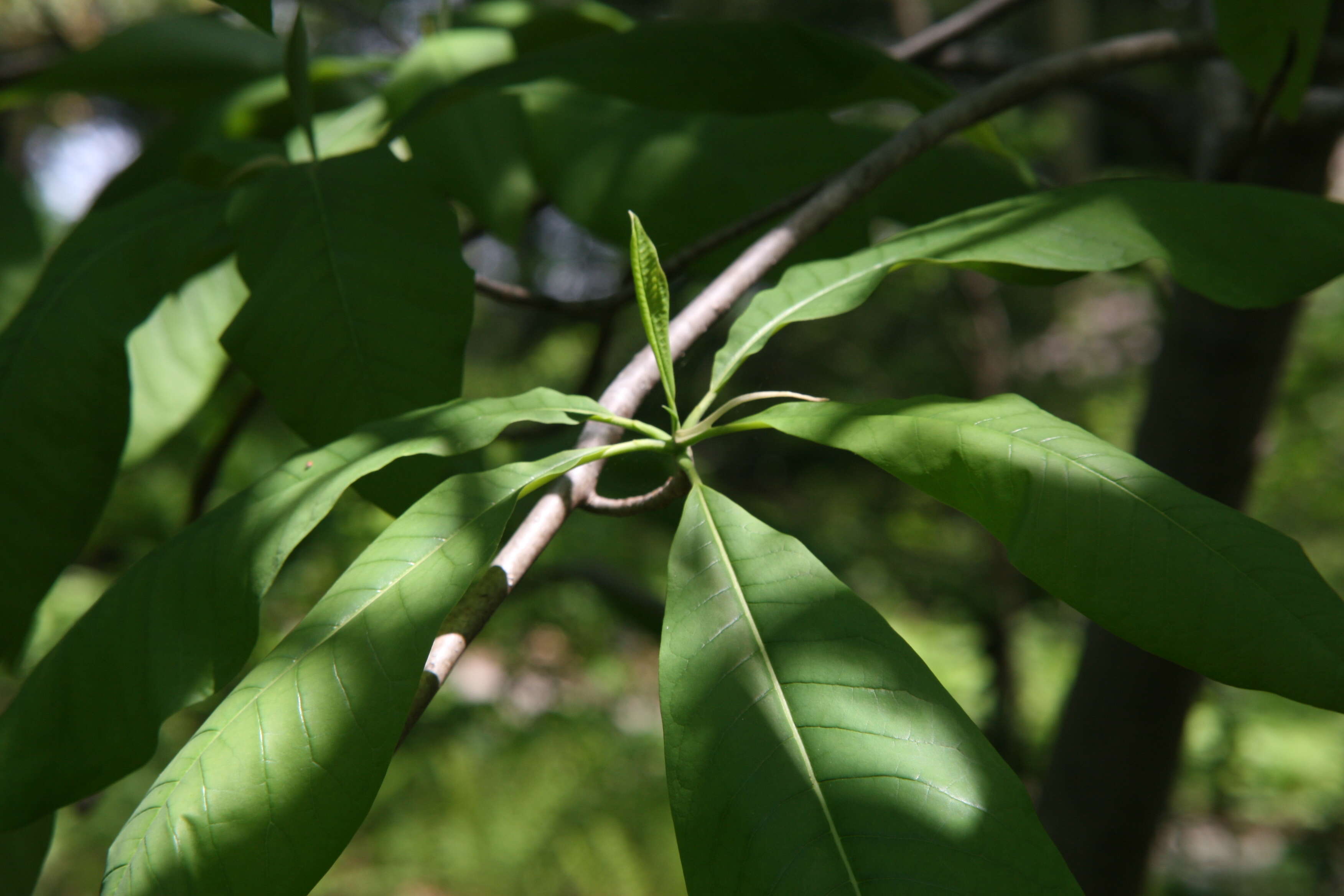 Sivun Magnolia tripetala (L.) L. kuva