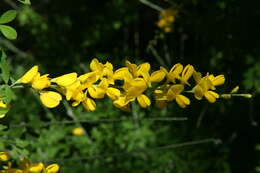 Image of leafy broom