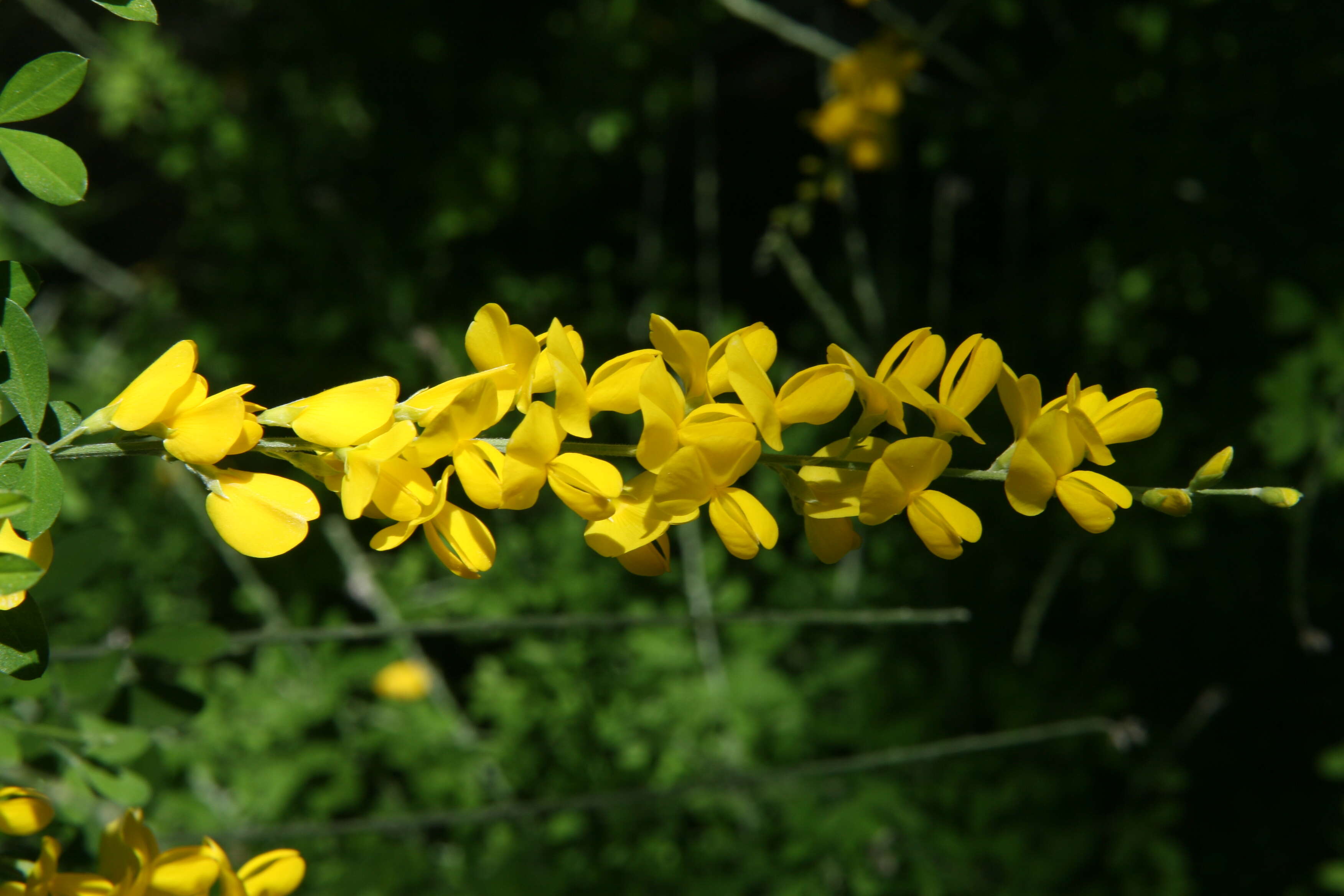 Image of leafy broom