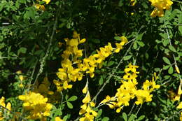 Image of leafy broom