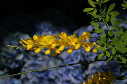 Image of leafy broom