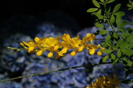 Image of leafy broom