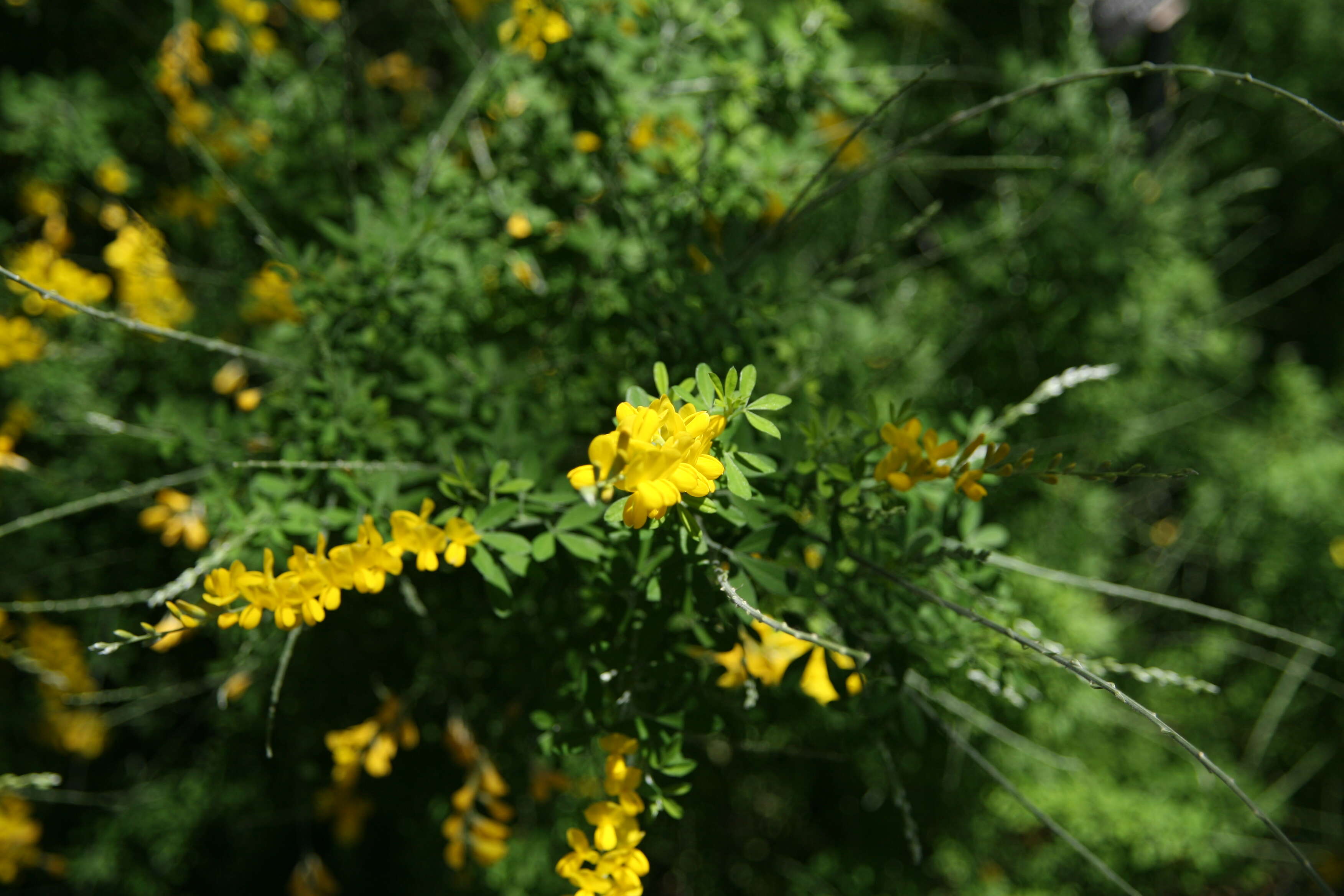 Image of leafy broom