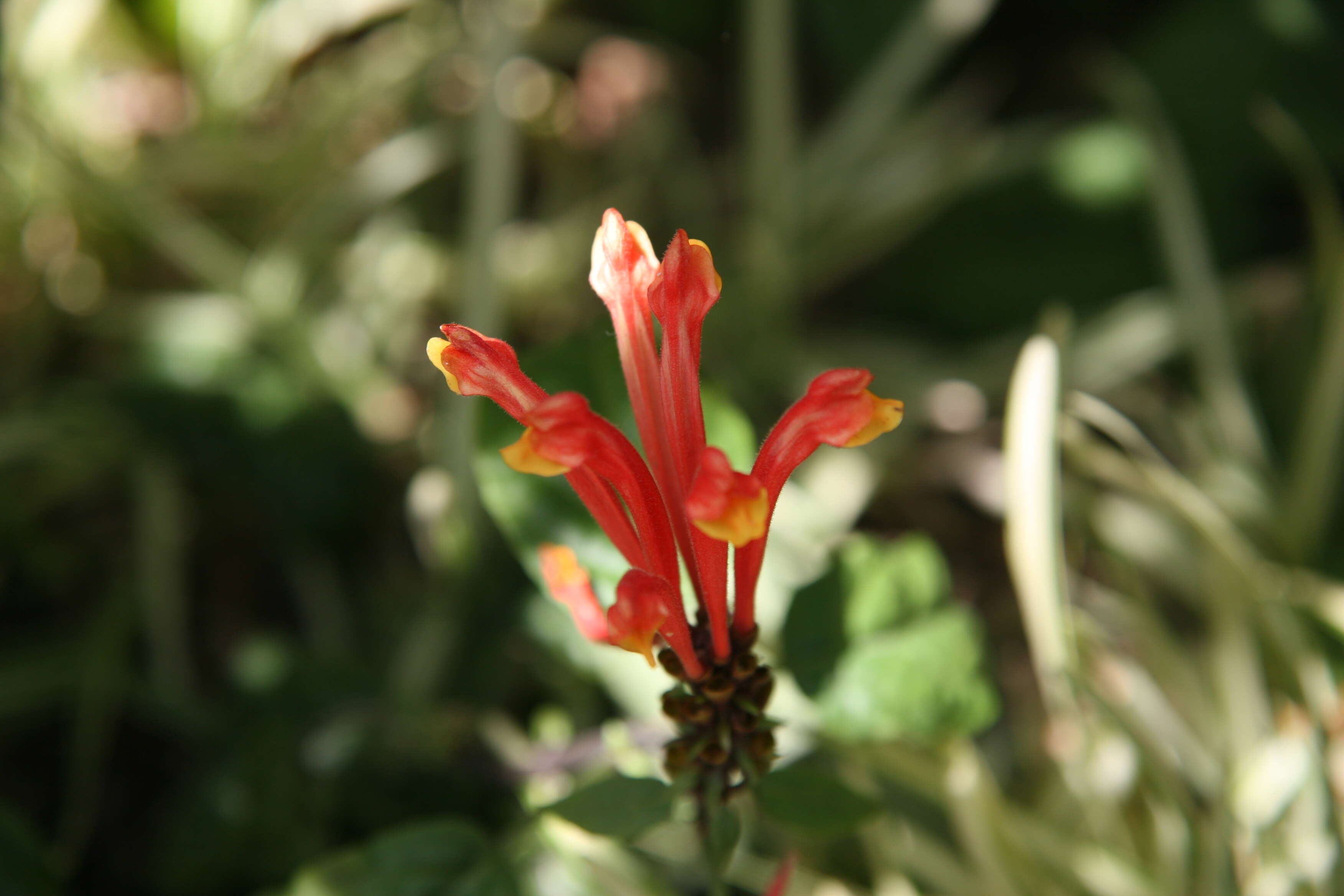 Hibbertia dentata R. Br. resmi