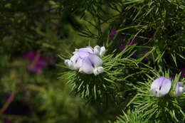 Plancia ëd Psoralea pinnata L.