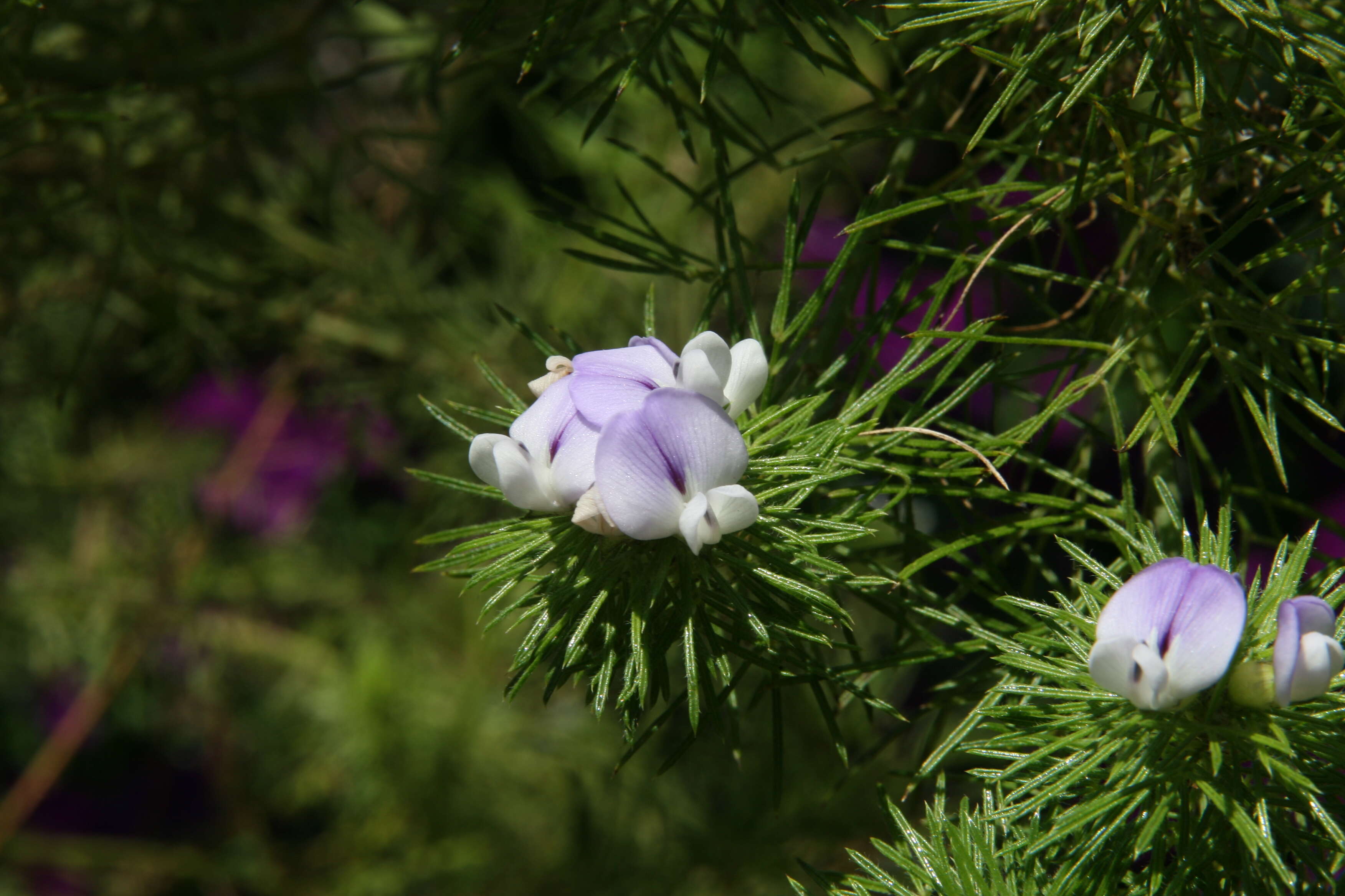 صورة Psoralea pinnata L.