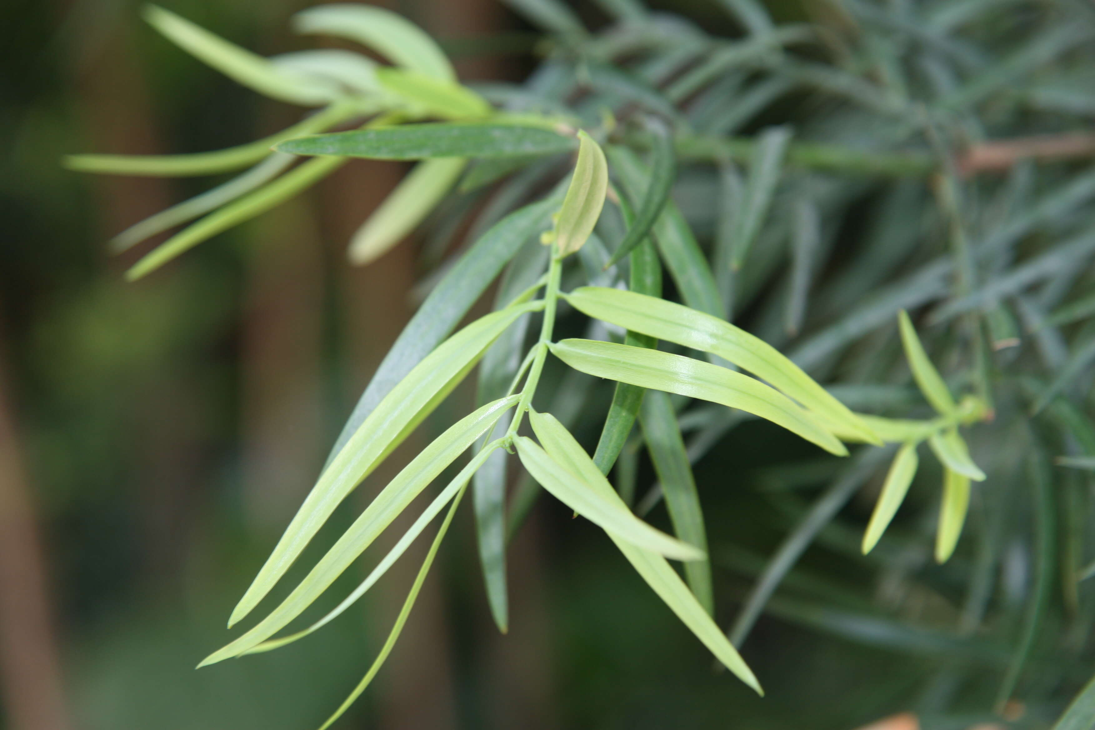 Image of East African Yellowwood