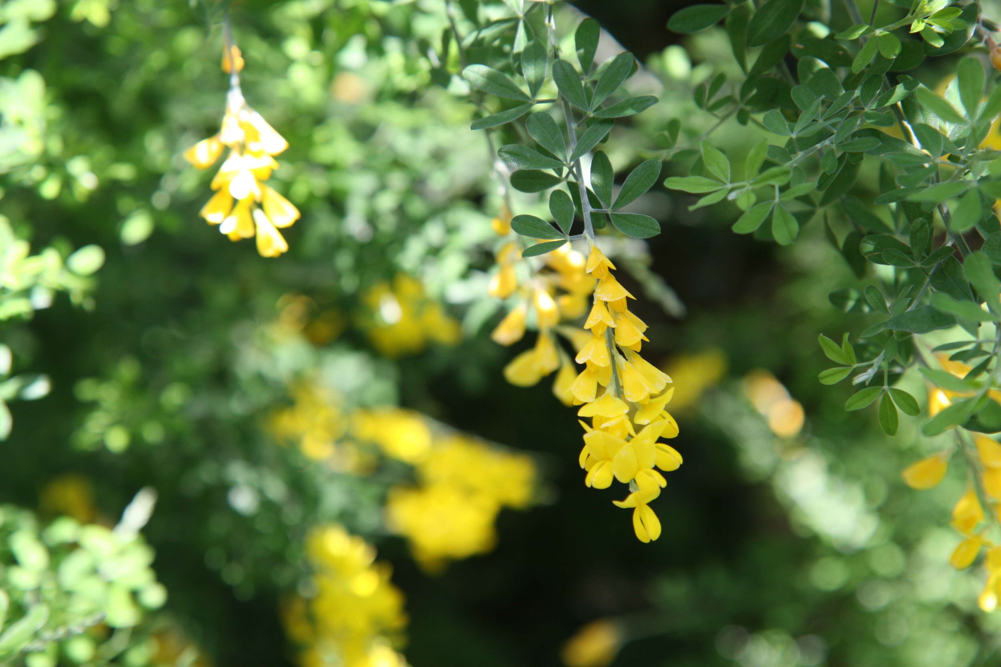 Image of leafy broom