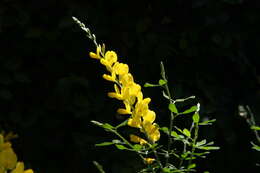 Image of leafy broom