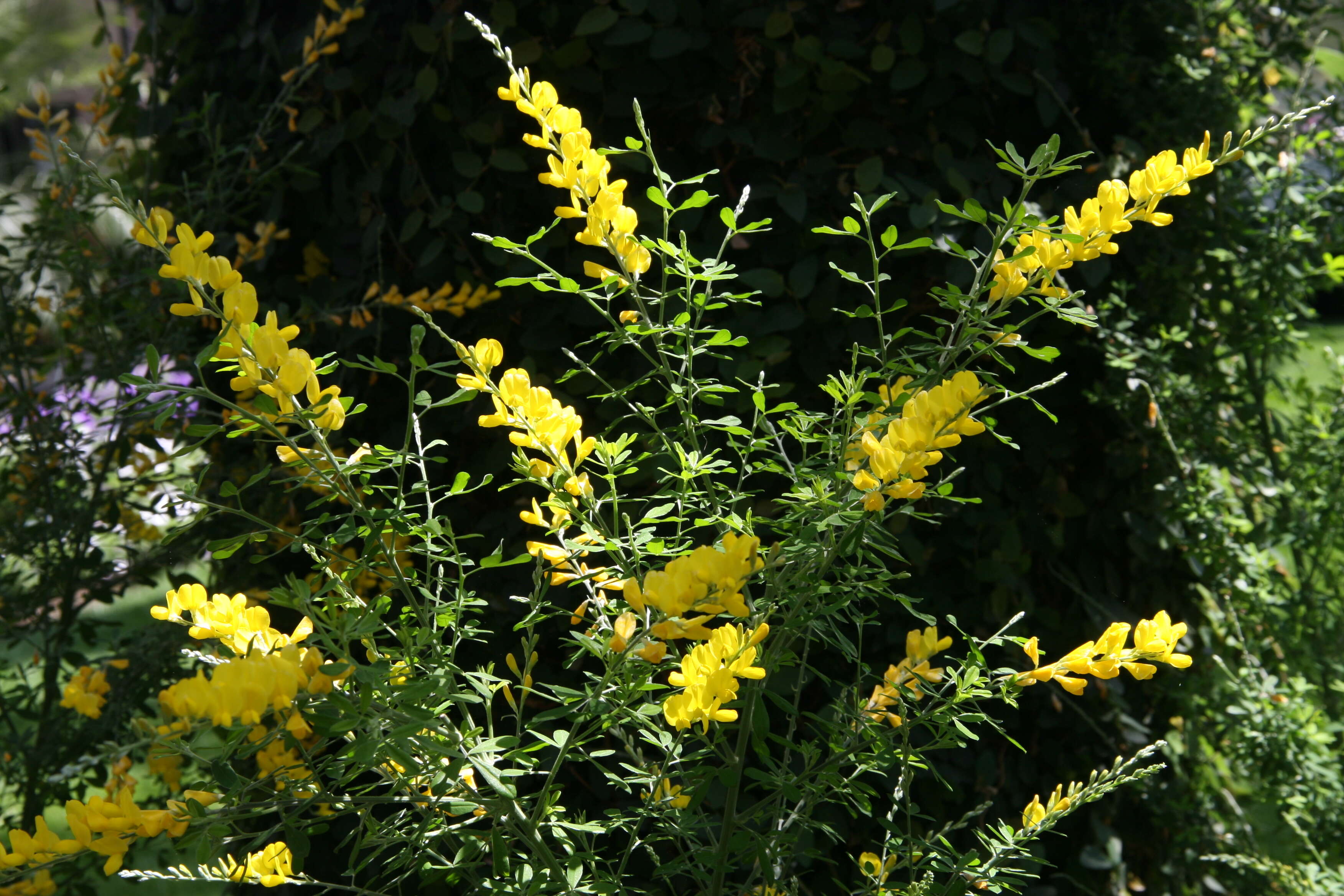 Image of leafy broom