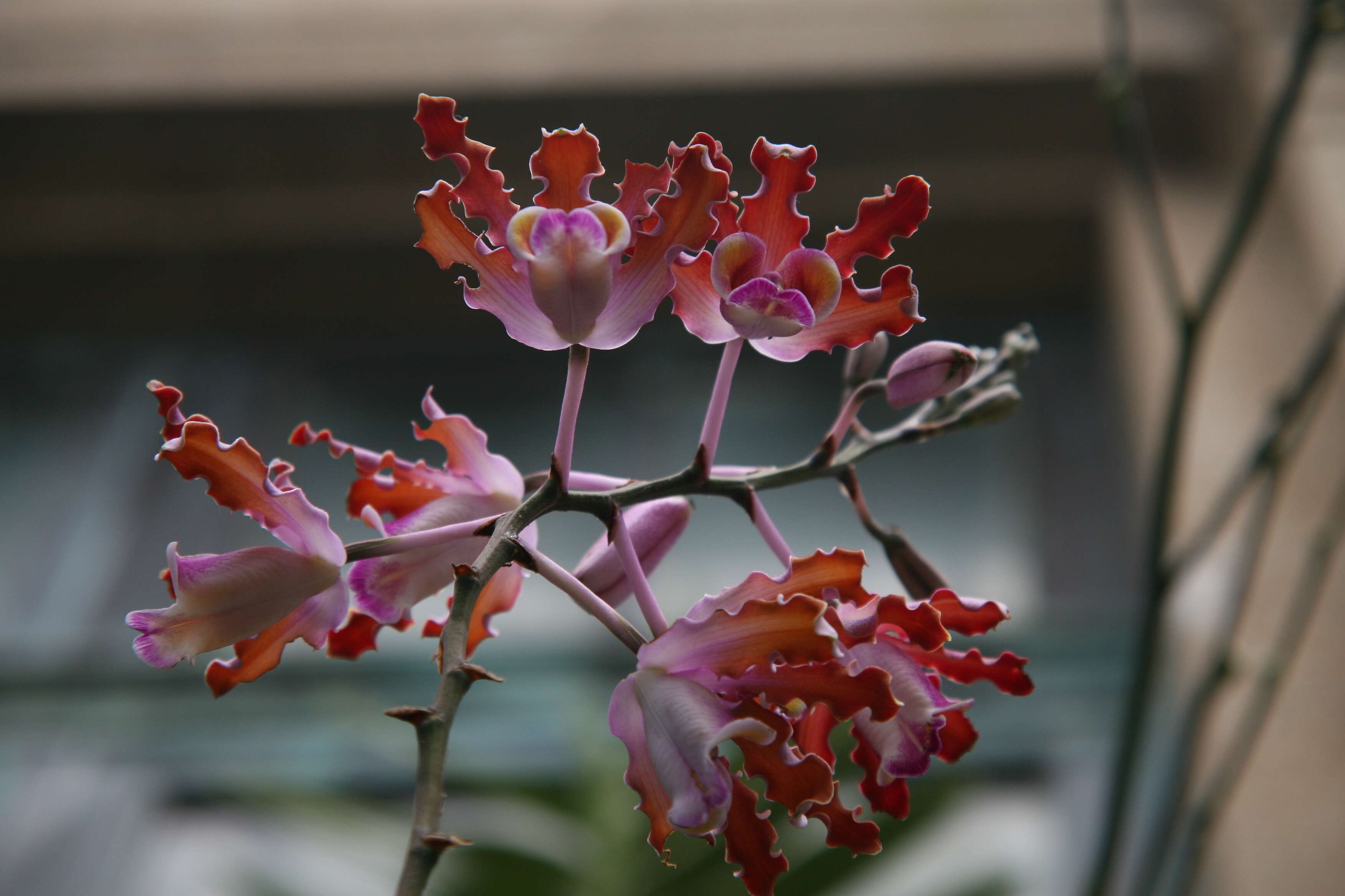 Image of Myrmecophila tibicinis (Bateman ex Lindl.) Rolfe