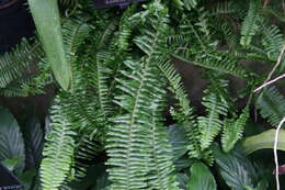 Image of Australian swordfern