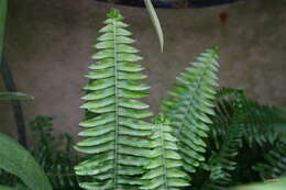 Image of Australian swordfern