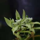 Image of Coelogyne brachyptera Rchb. fil.