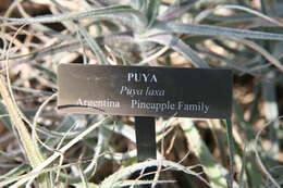 Image of Puya laxa L. B. Sm.