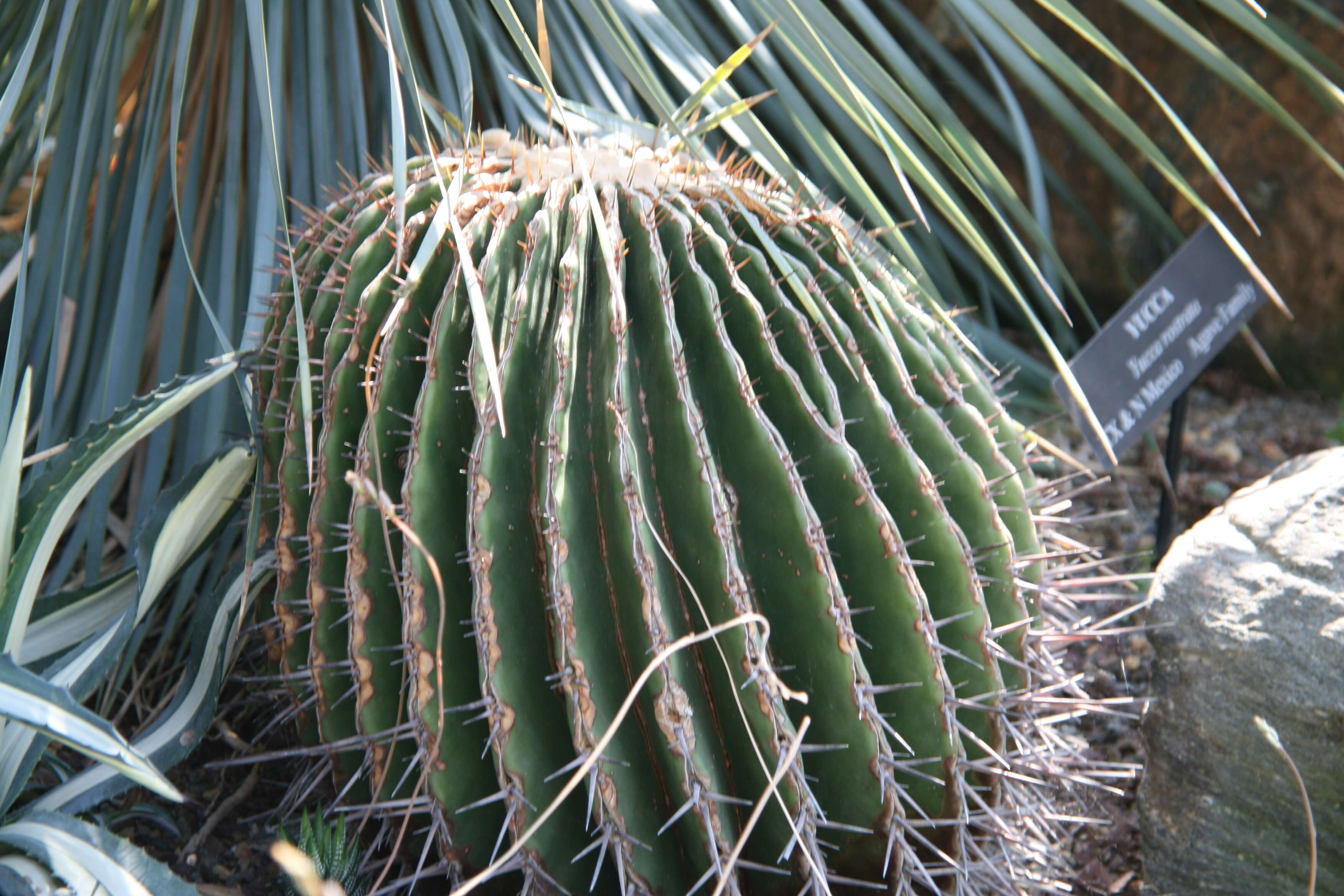 Image of Cactus