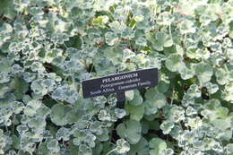 Imagem de Pelargonium sidoides DC.