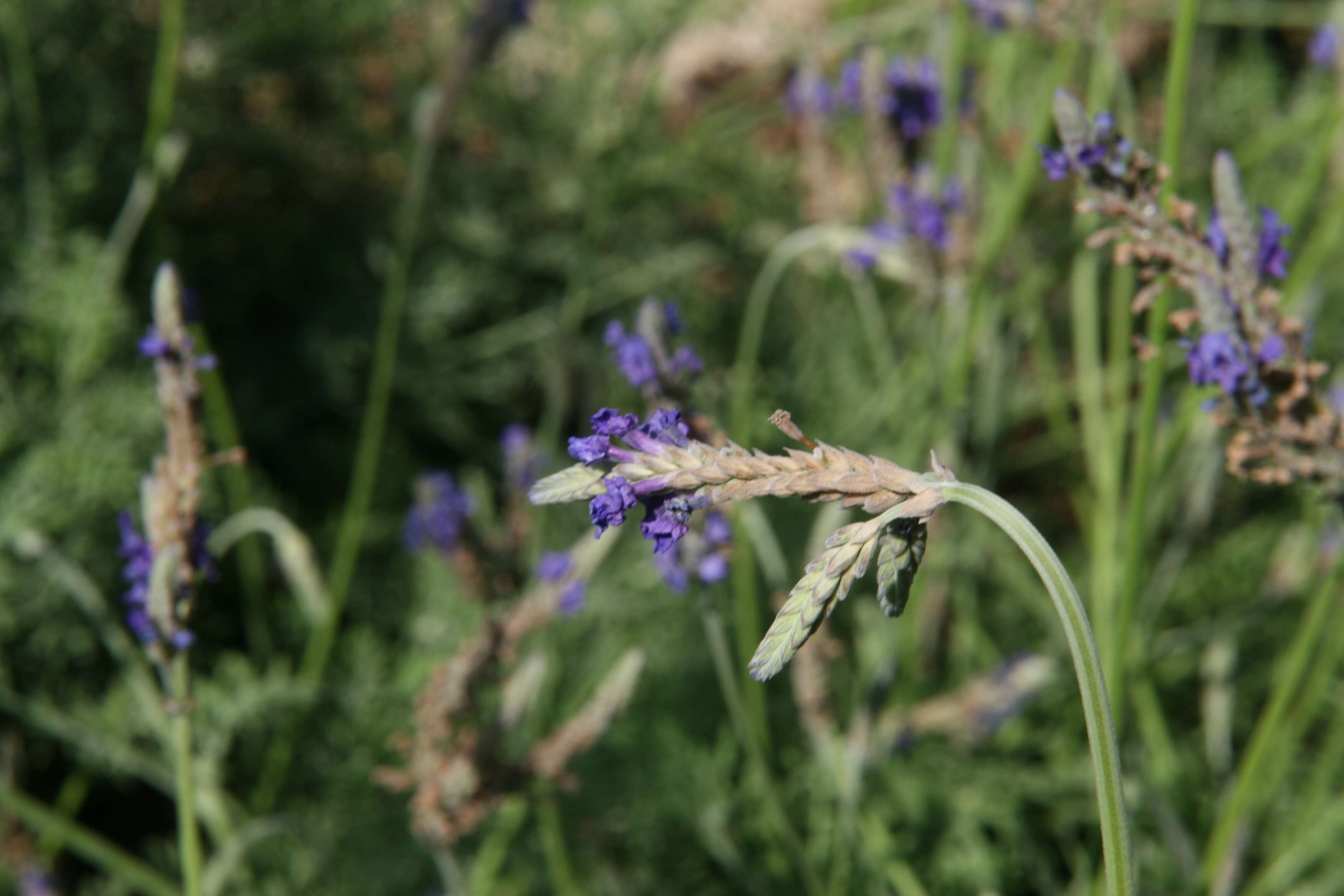 Image of Lavandula multifida L.