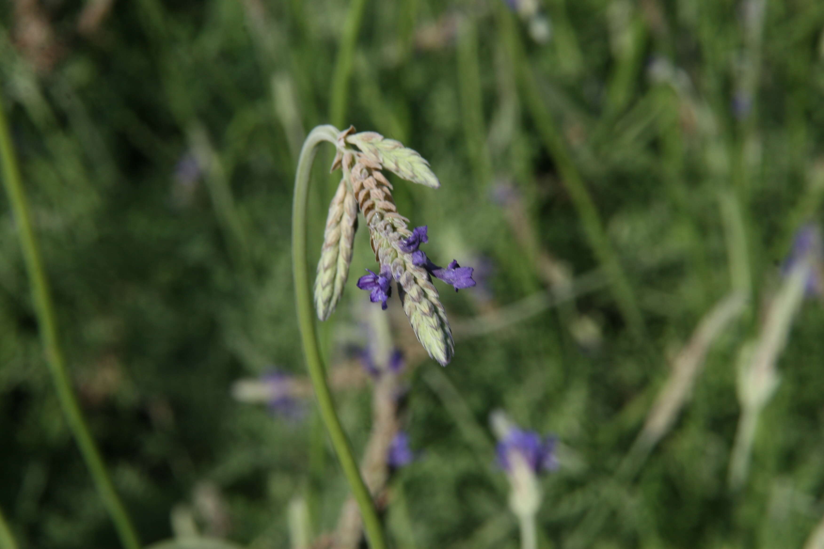 Image of Lavandula multifida L.